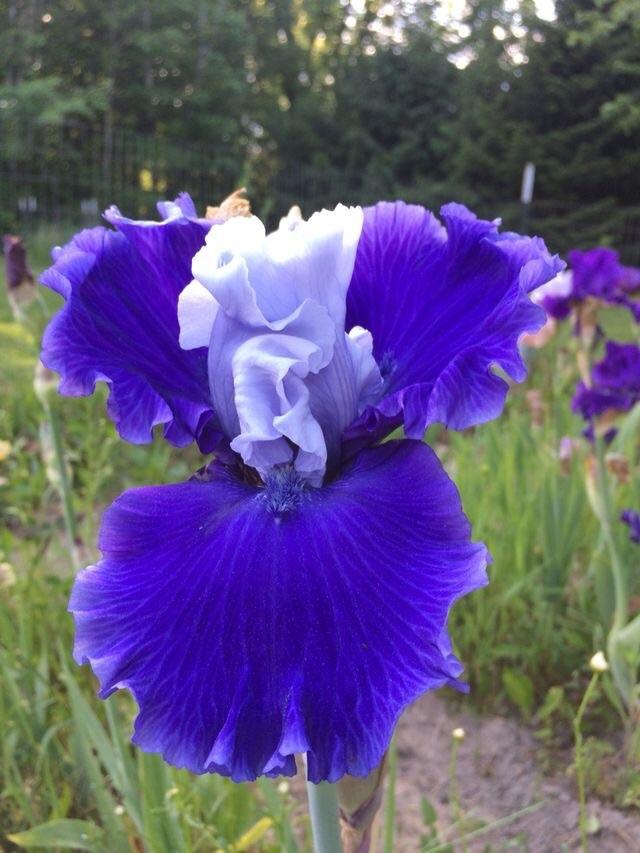 Photo of Tall Bearded Iris (Iris 'Jerico Springs') uploaded by Lbsmitty