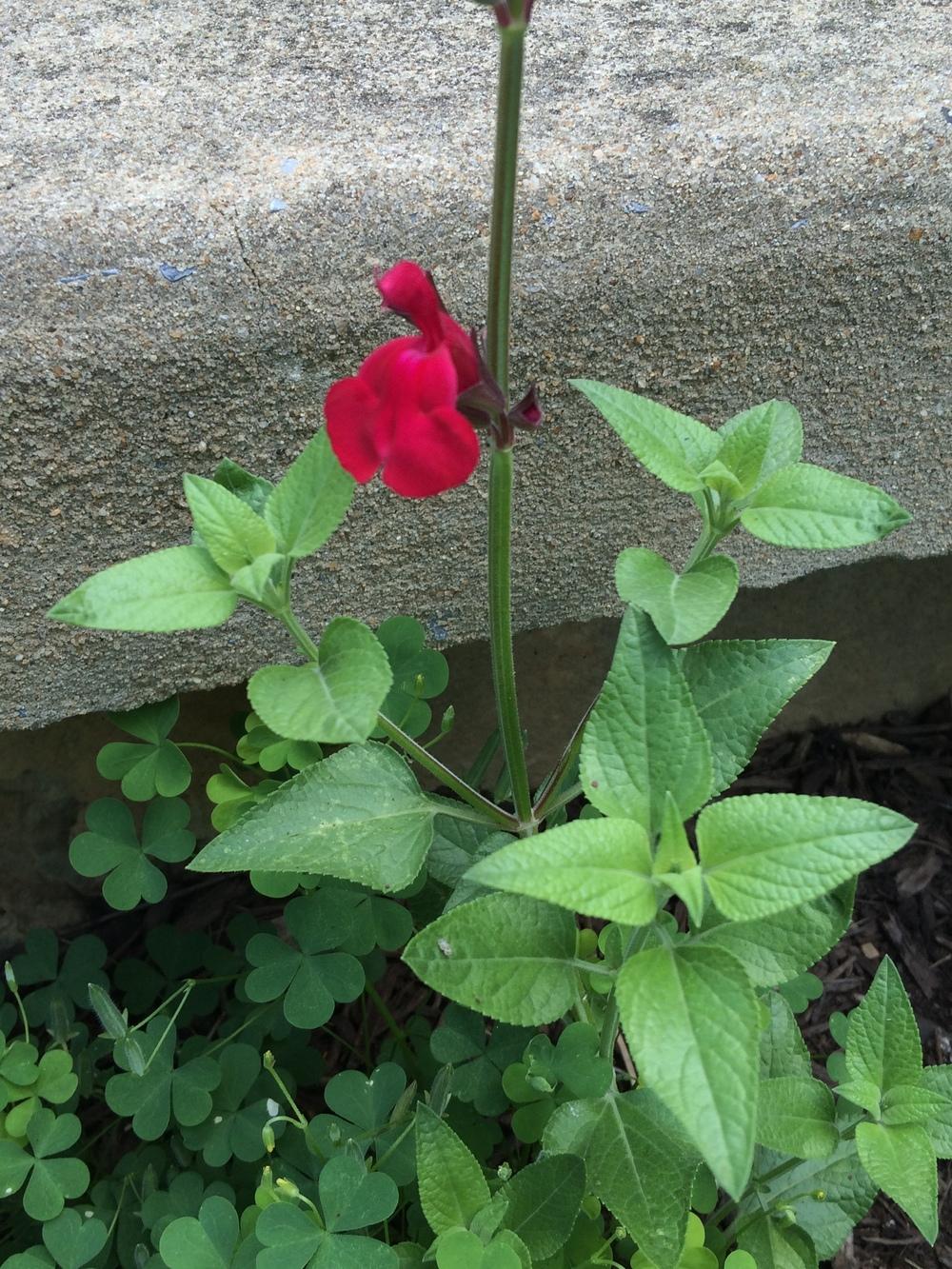 Photo of Sage (Salvia Windwalker® Royal Red) uploaded by nativeplantlover
