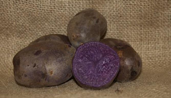 Photo of Potato (Solanum tuberosum 'Adirondack Blue') uploaded by robertduval14