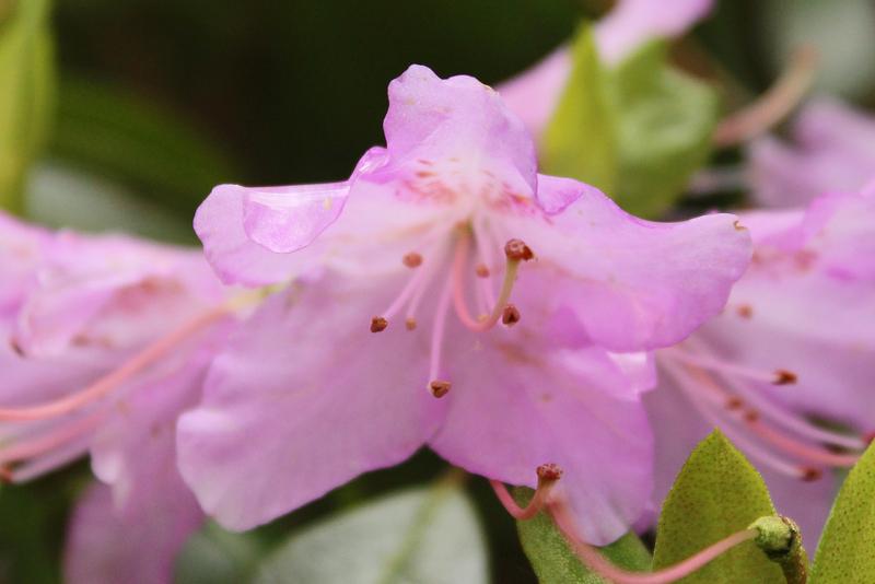 Photo of Rhododendron (Rhododendron rubiginosum) uploaded by RuuddeBlock
