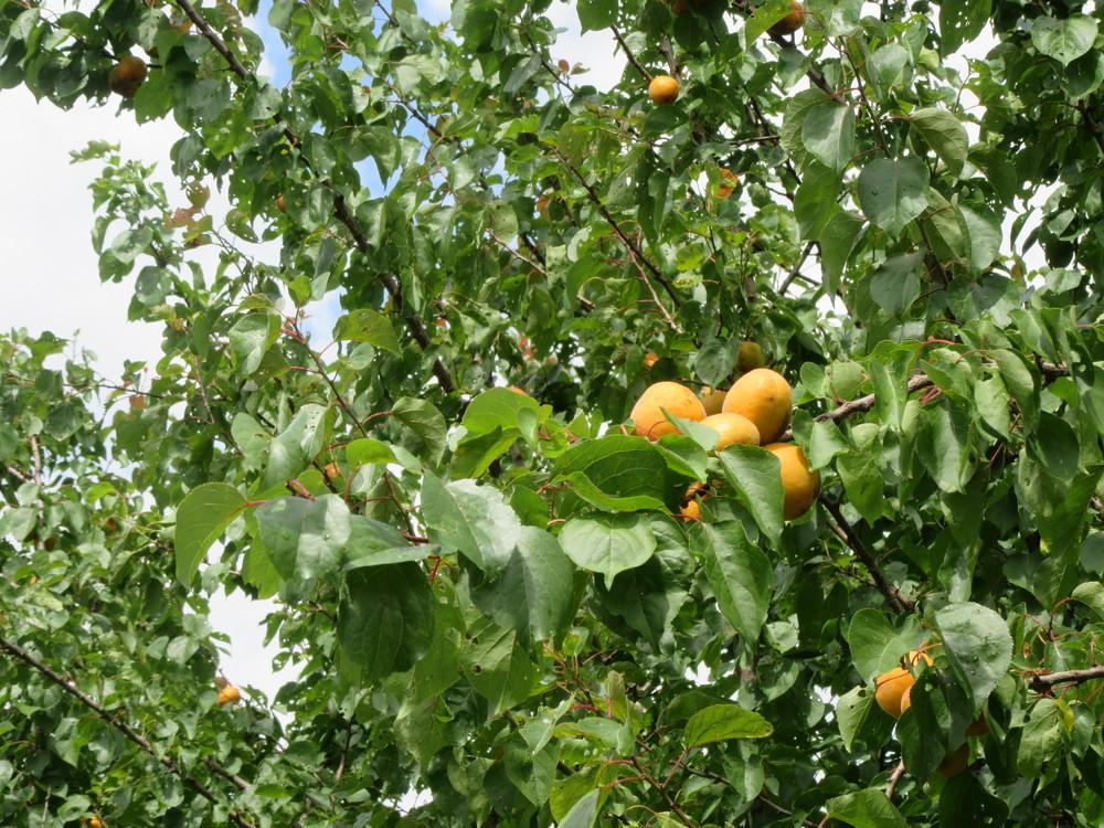 Photo of Apricot (Prunus armeniaca 'GoldCot') uploaded by tveguy3