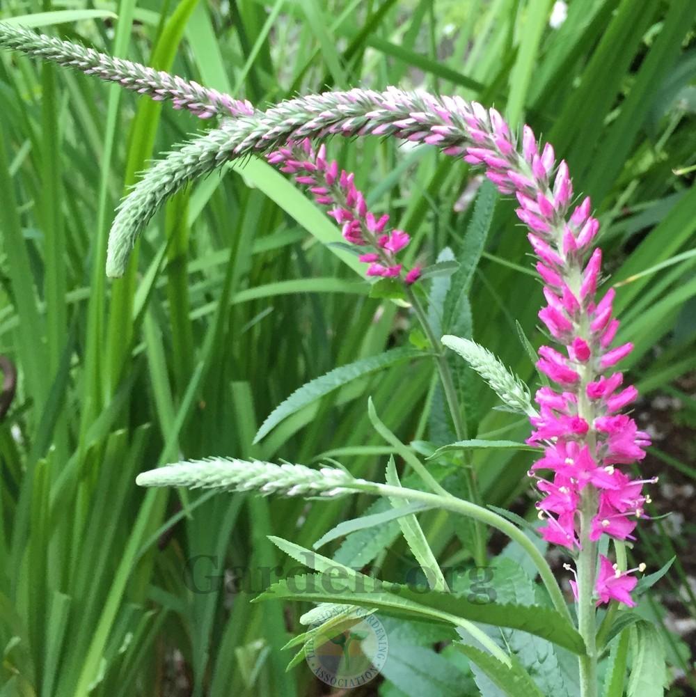 Veronicas Plant Care and Collection of Varieties