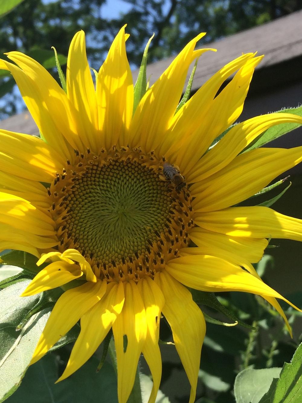 Photo of Sunflowers (Helianthus annuus) uploaded by nativeplantlover