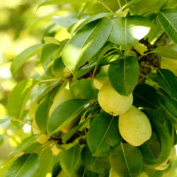 Location: Quincy, FL
Date: 6/5
Courthouse Pear, named for the location it was found-Wakulla Coun