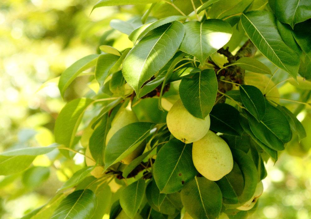 Photo of Pears (Pyrus) uploaded by Dragonkeep