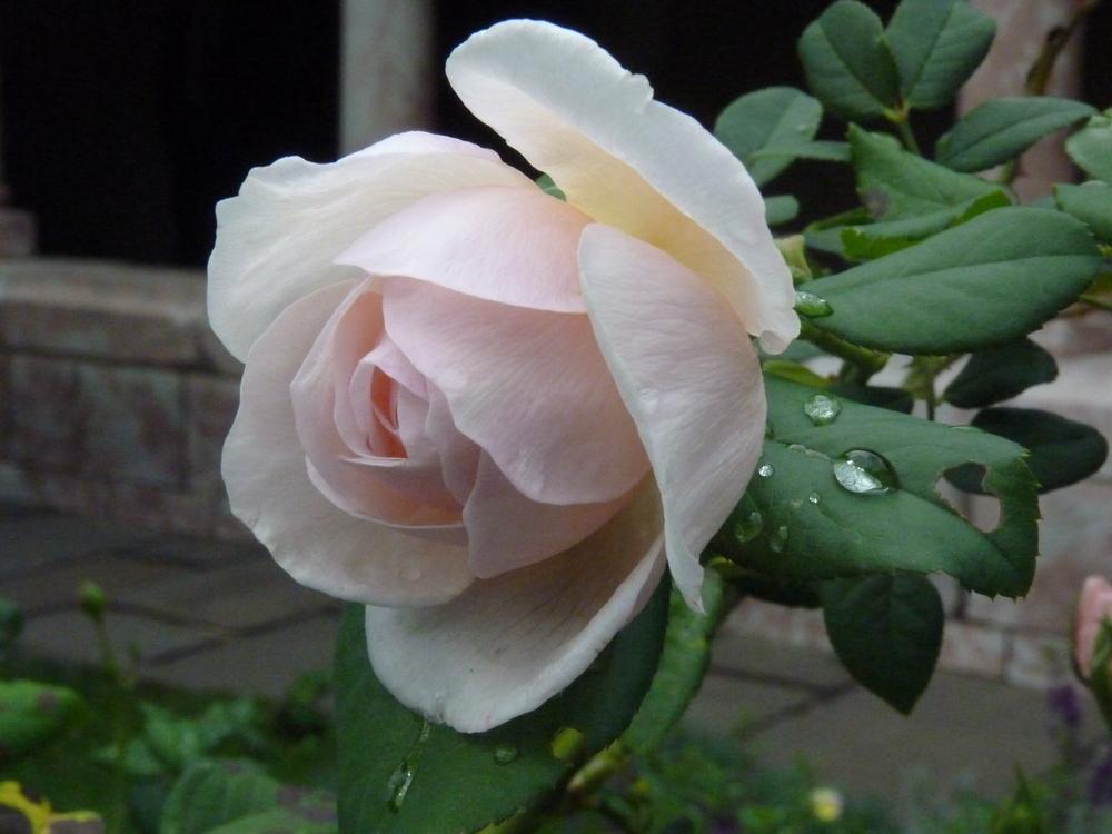 Photo of Roses (Rosa) uploaded by bwv998