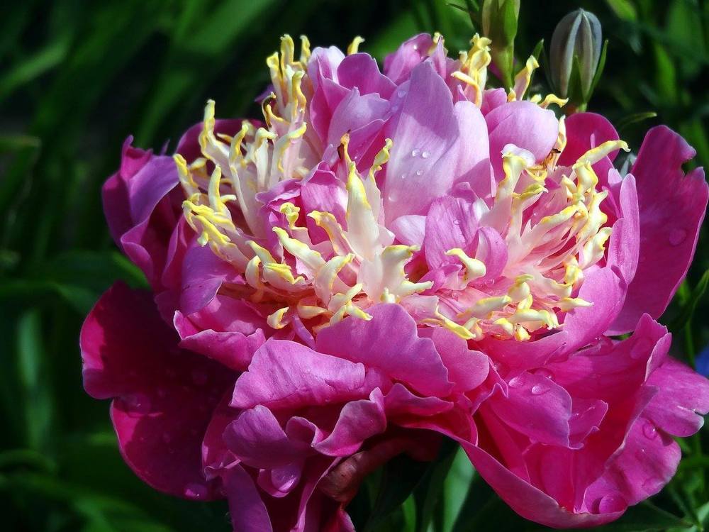 Photo of Japanese Peony (Paeonia lactiflora 'Feather Top') uploaded by Orsola