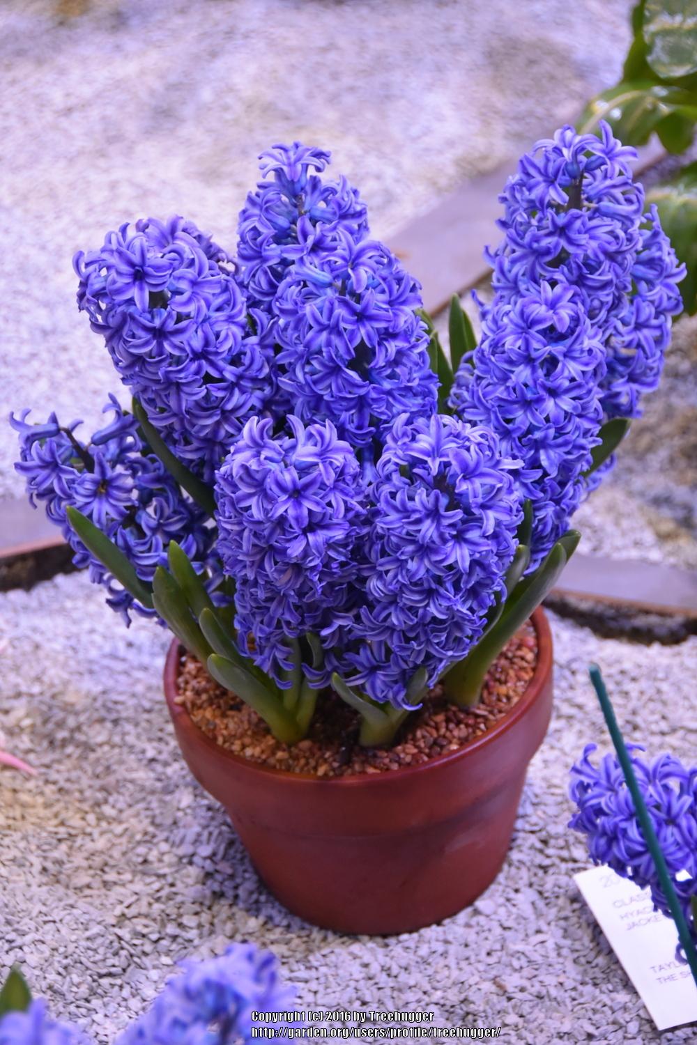 Hyacinths Plant Care and Collection of Varieties