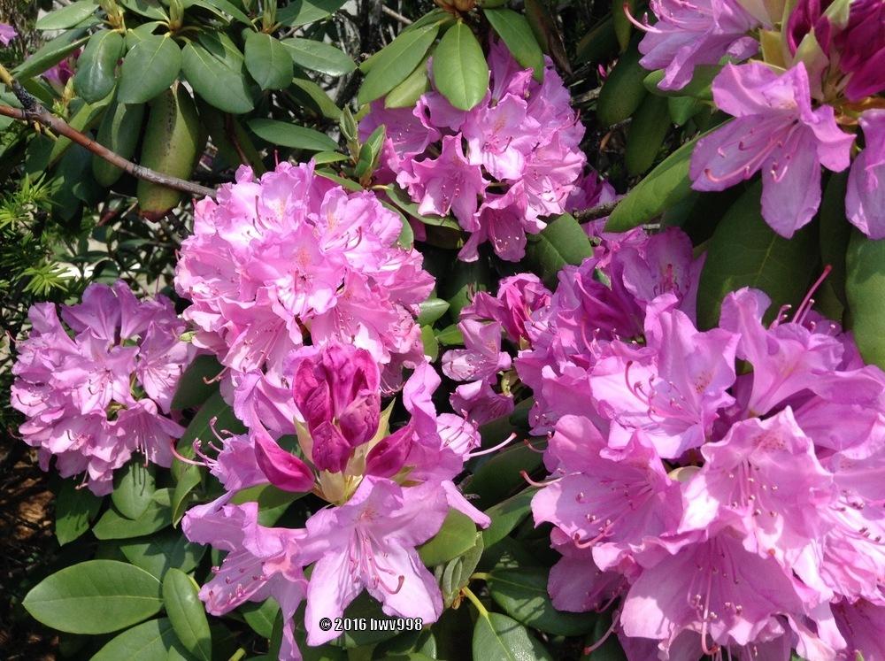 Photo of Rhododendrons (Rhododendron) uploaded by bwv998