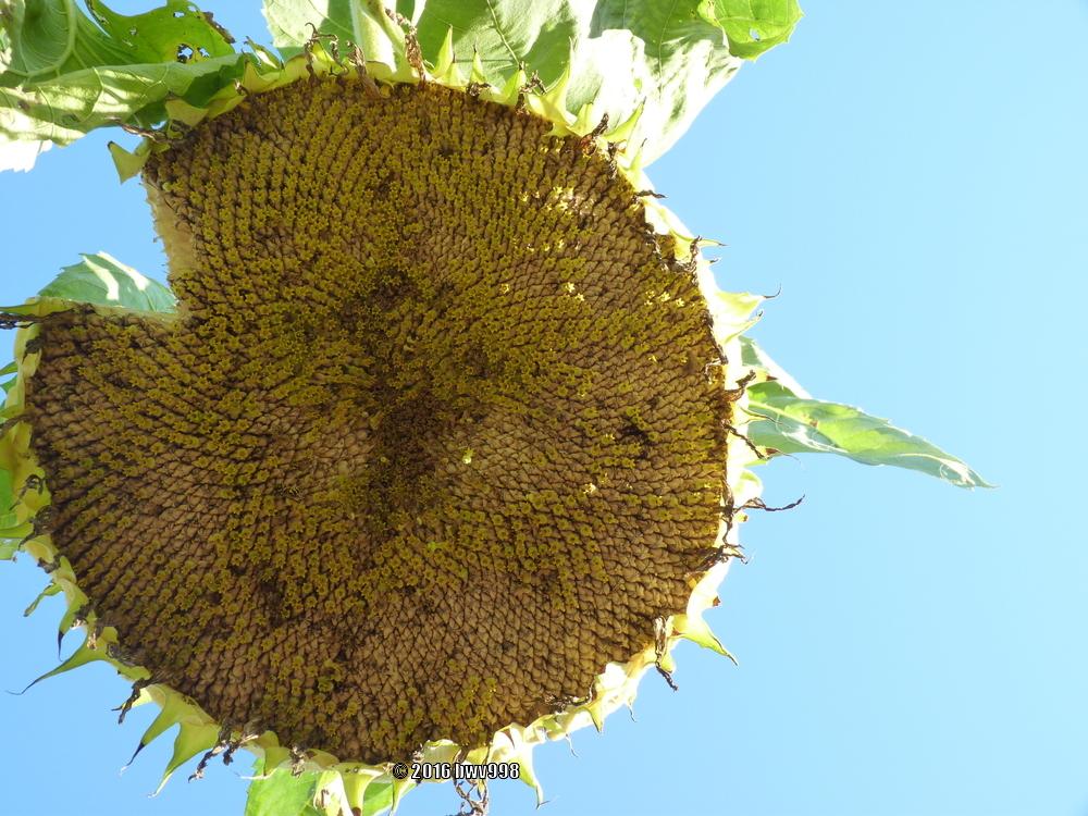 Photo of Sunflowers (Helianthus annuus) uploaded by bwv998