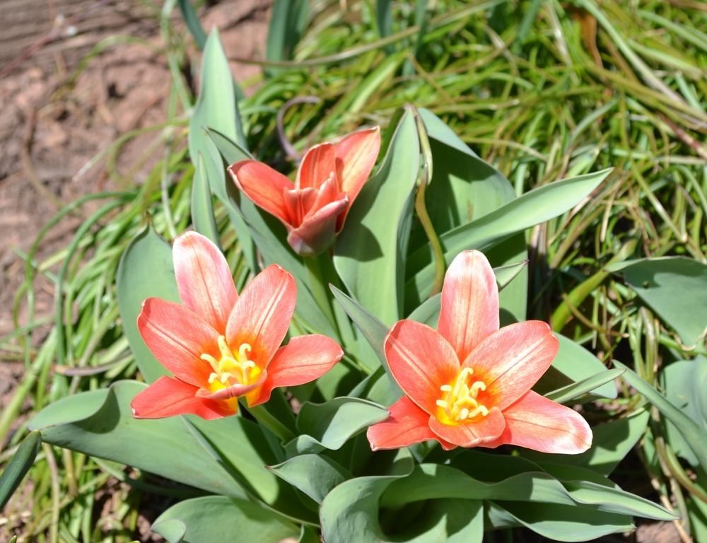 Photo of Greigii Tulip (Tulipa greigii 'United States') uploaded by HollyAnnS