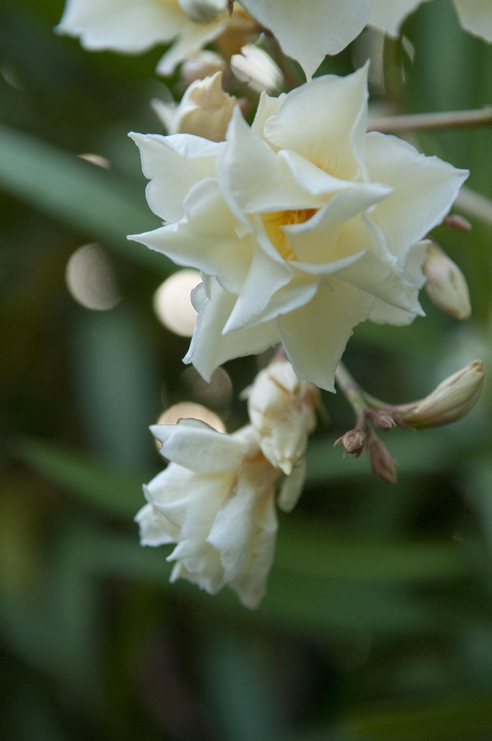 Photo of Oleanders (Nerium oleander) uploaded by cliftoncat