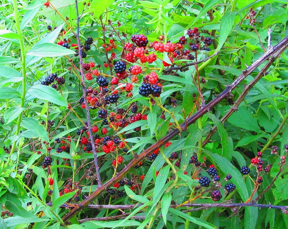 Photo of Wild Blackberry (Rubus cochinchinensis) uploaded by jmorth