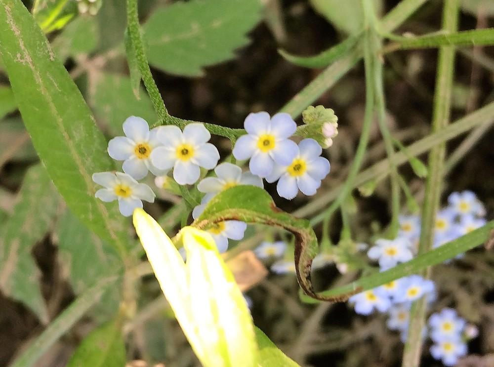 Photo of Water Forget-Me-Not (Myosotis scorpioides) uploaded by nativeplantlover