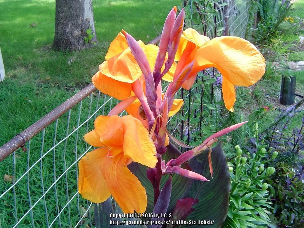 Photo of Cannas (Canna) uploaded by StaticAsh
