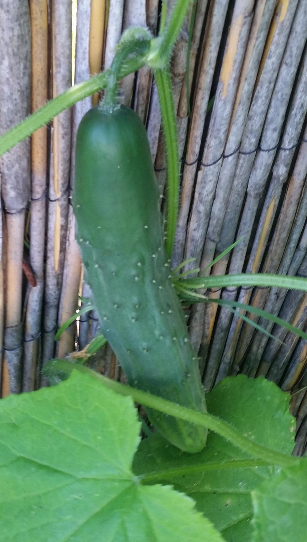 Photo of Cucumber (Cucumis sativus 'Marketmore 76') uploaded by robynanne
