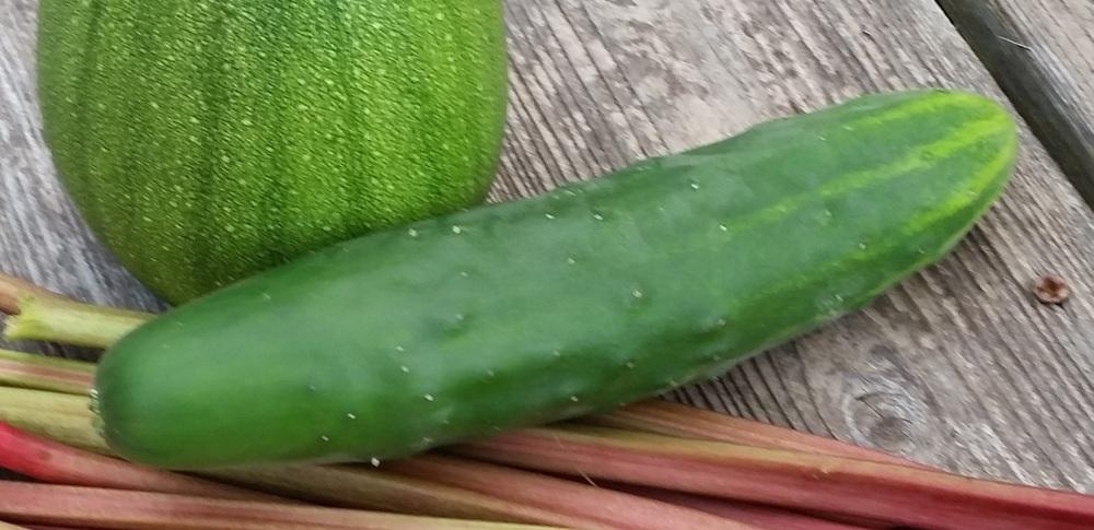 Photo of Cucumber (Cucumis sativus 'Marketmore 76') uploaded by robynanne