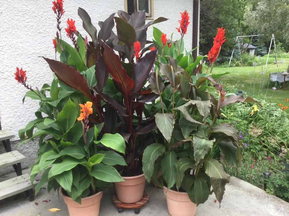 Photo of Cannas (Canna) uploaded by DebbieC