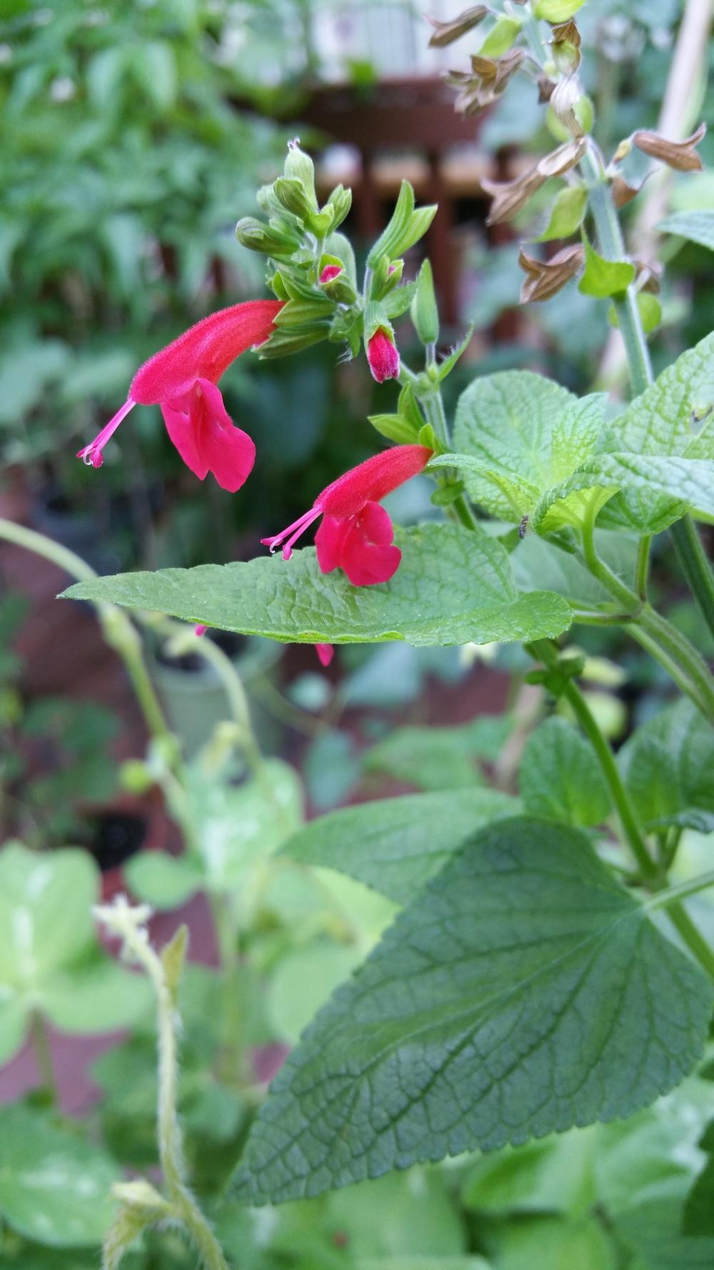 Photo of Scarlet Sage (Salvia coccinea 'Lady in Red') uploaded by Gerris2