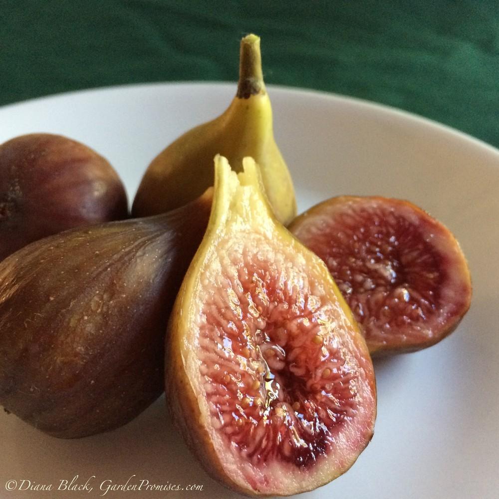 Photo of Figs (Ficus carica) uploaded by Rocks2Blooms