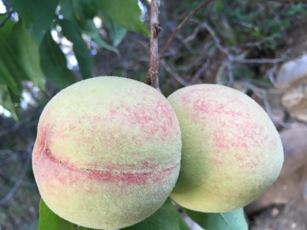 Photo of Peach (Prunus persica 'White Princess') uploaded by SpringGreenThumb