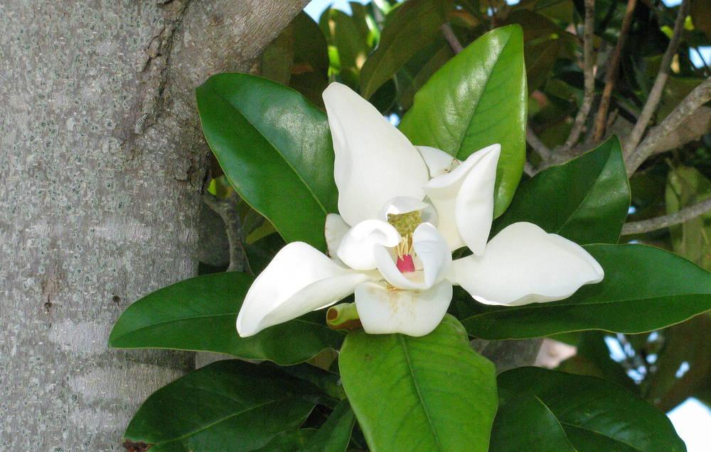 Photo of Magnolias (Magnolia) uploaded by jmorth