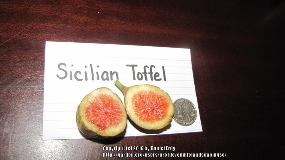 Photo of Fig (Ficus carica 'Sicilian Toffel') uploaded by ediblelandscapingsc