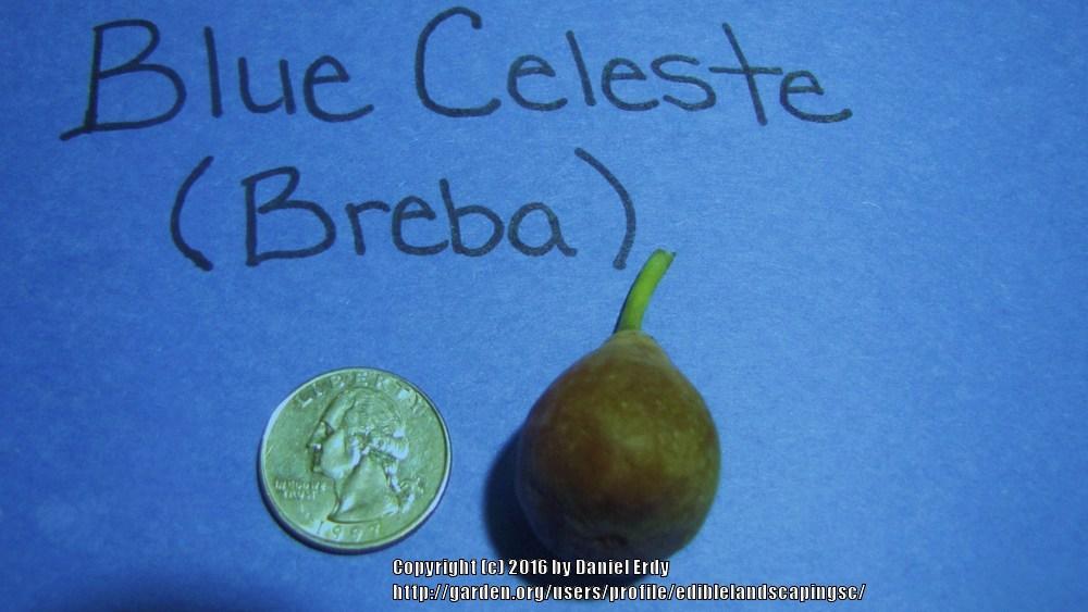 Photo of Edible Fig (Ficus carica 'Blue Celeste') uploaded by ediblelandscapingsc
