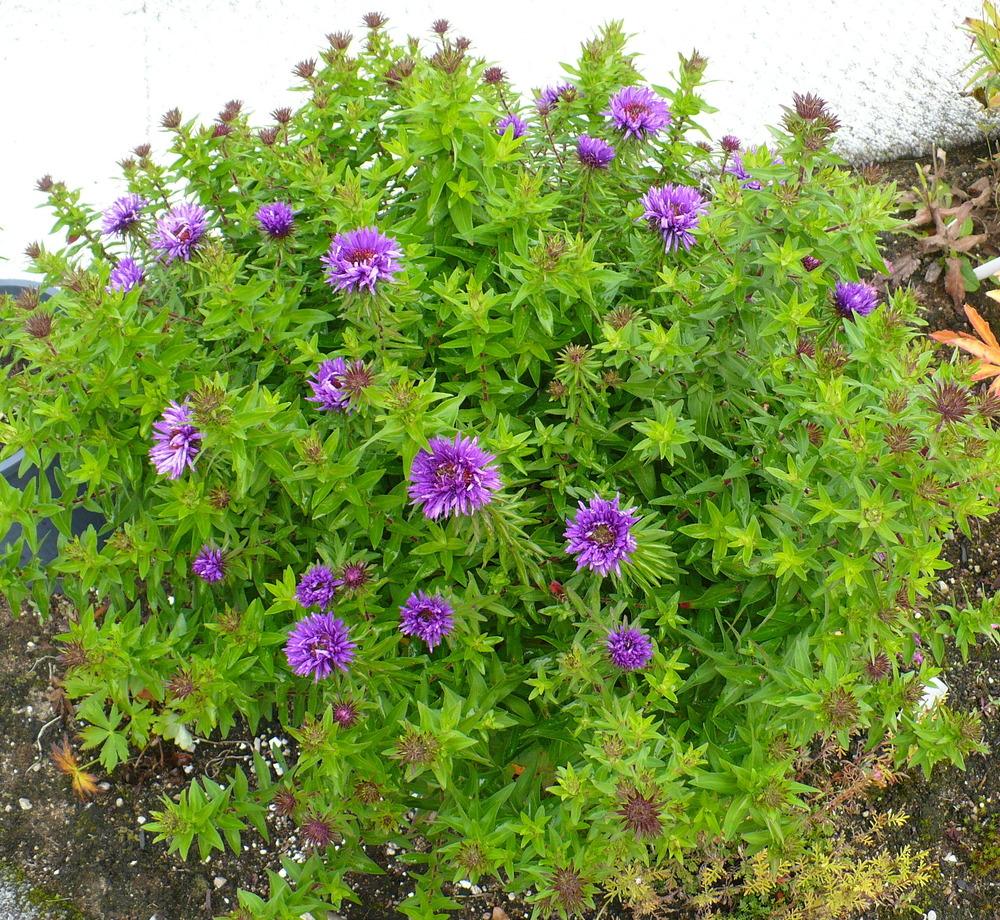 Photo of New England Aster (Symphyotrichum novae-angliae 'Purple Dome') uploaded by HemNorth