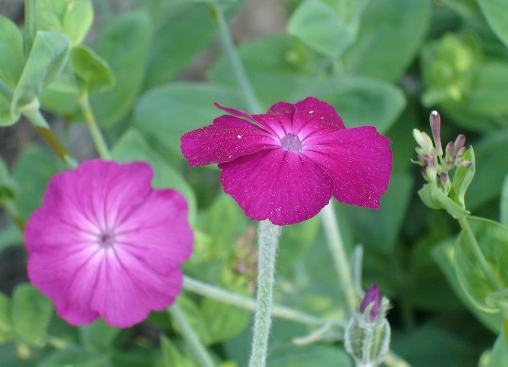 Photo of Rose Campion (Silene coronaria) uploaded by Donnerville