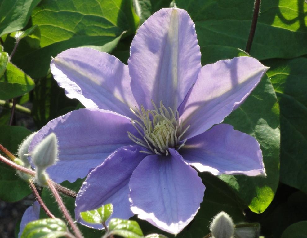 Photo of Clematis uploaded by Donnerville