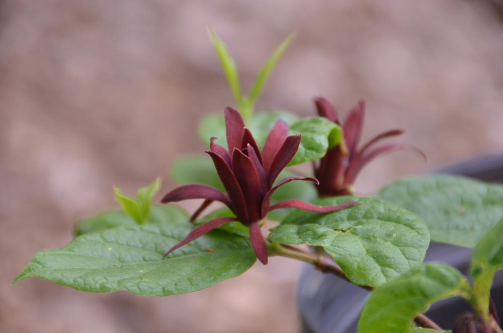 Photo of Carolina Allspice (Calycanthus floridus) uploaded by Donnerville