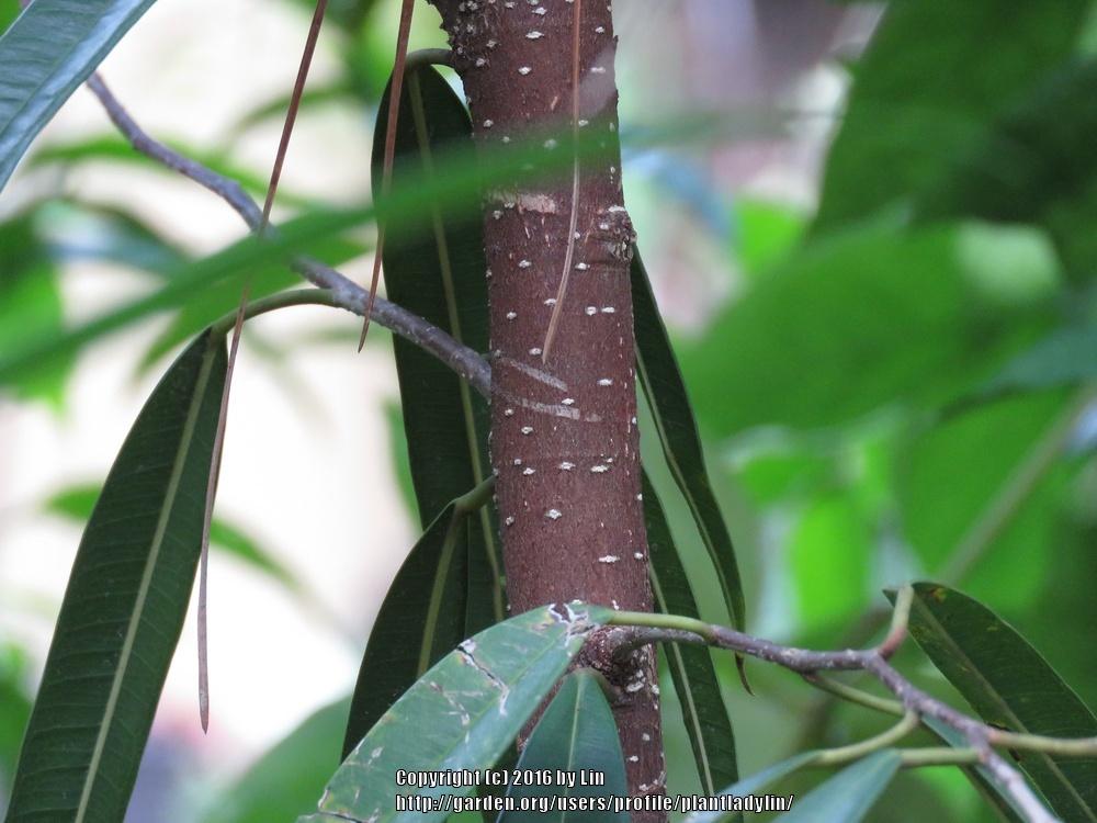 Photo of Banana-Leaf Ficus (Ficus maclellandii 'Alii') uploaded by plantladylin