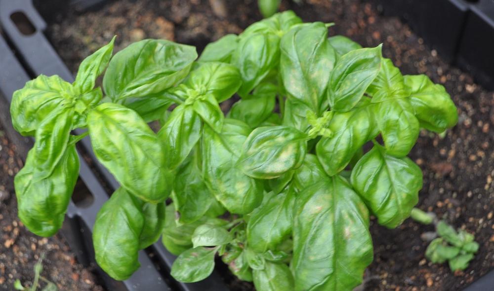 Basils Plant Care and Collection of Varieties