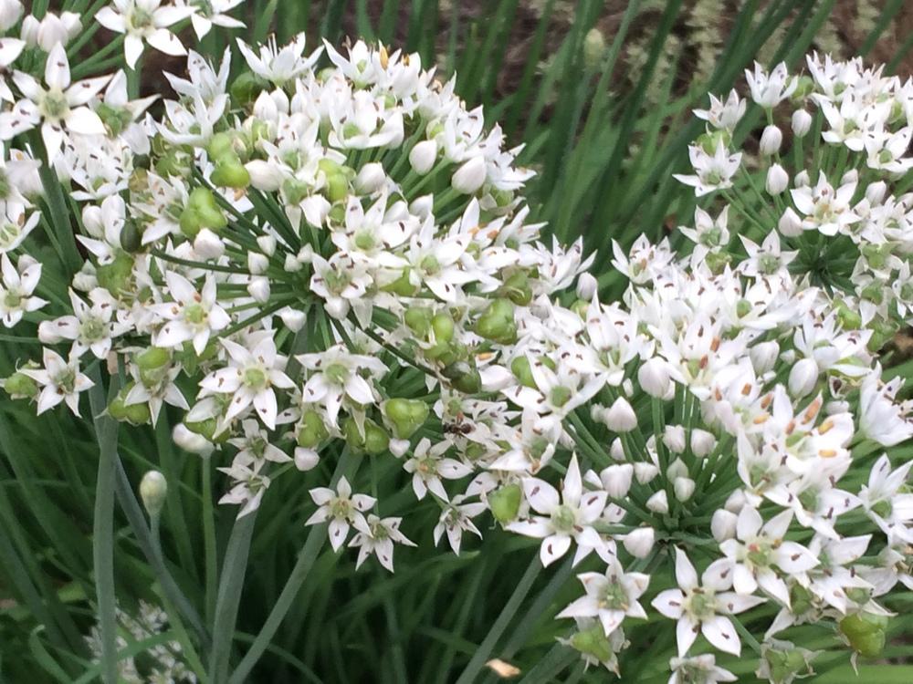 Photo of Garlic Chives (Allium tuberosum) uploaded by nativeplantlover