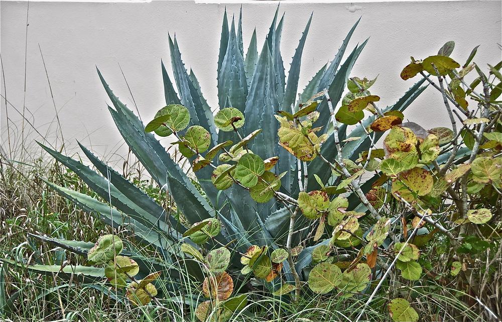 Photo of Agaves (Agave) uploaded by Fleur569