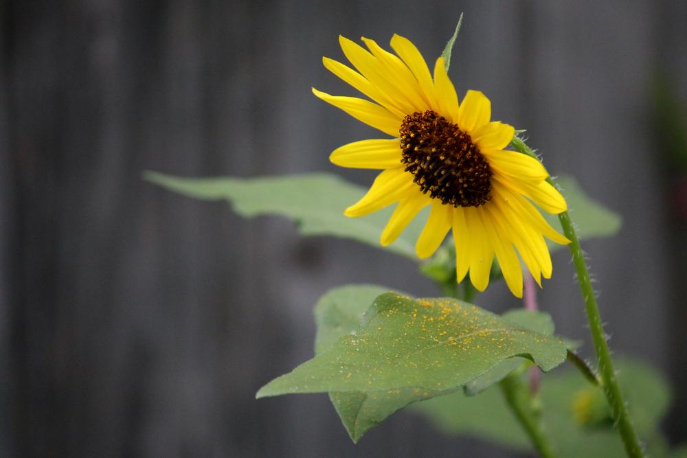 Photo of Sunflowers (Helianthus annuus) uploaded by GrammaChar