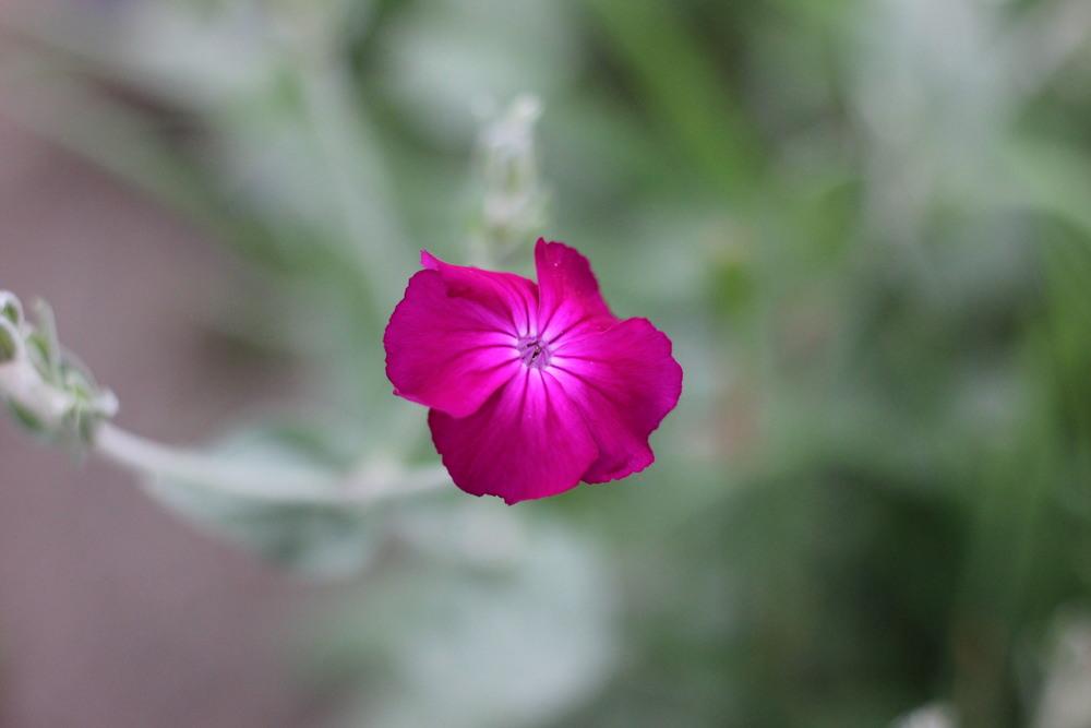 Photo of Rose Campion (Silene coronaria) uploaded by blue23rose