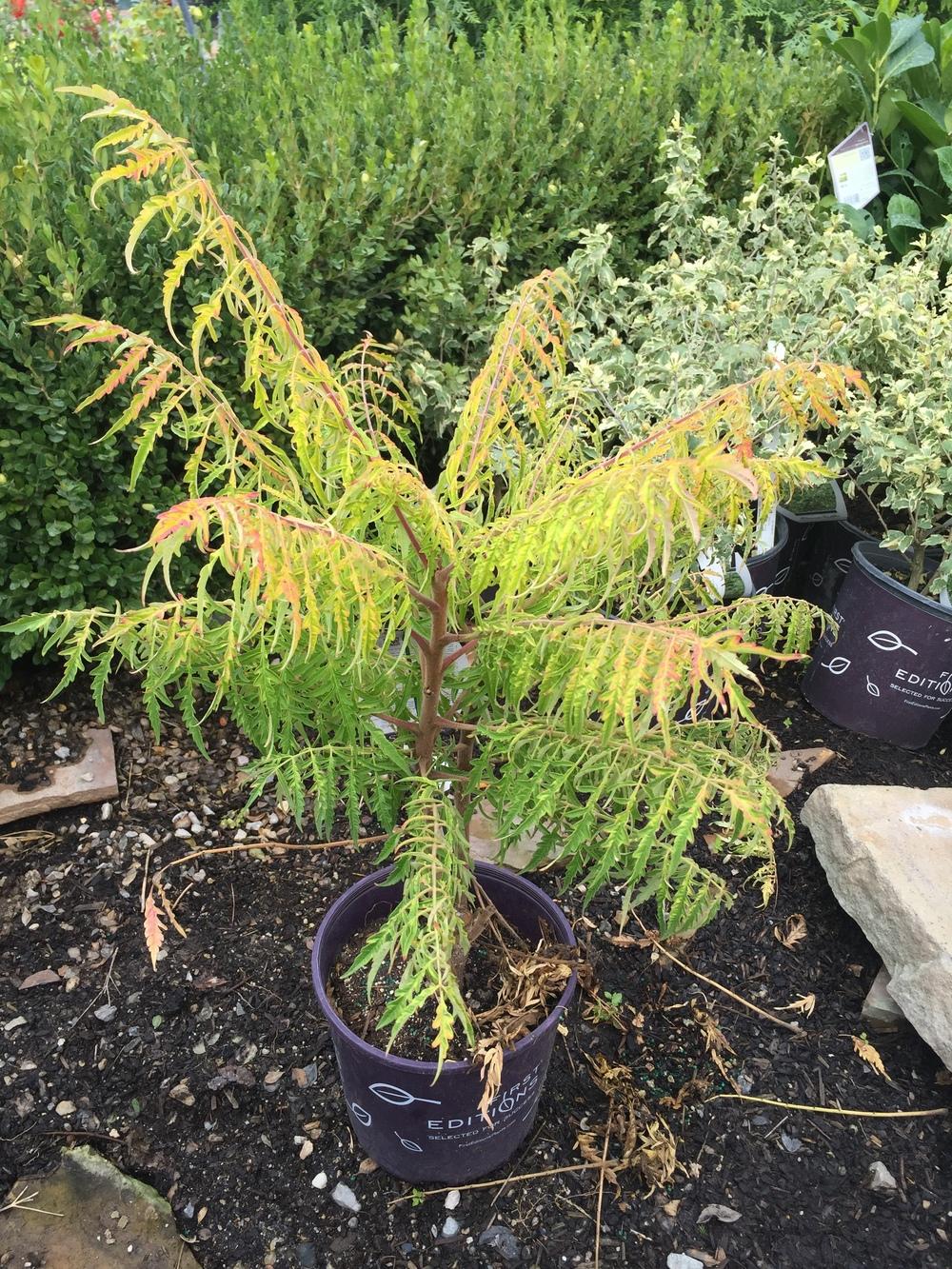 Photo of Staghorn Sumac (Rhus typhina Tiger Eyes®) uploaded by SpringGreenThumb