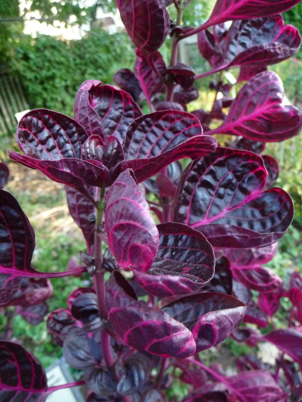 Photo of Bloodleaf (Iresine diffusa f. herbstii) uploaded by gardengus