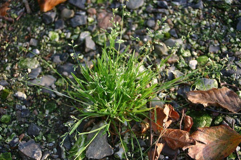 Photo of Annual Bluegrass (Poa annua) uploaded by robertduval14
