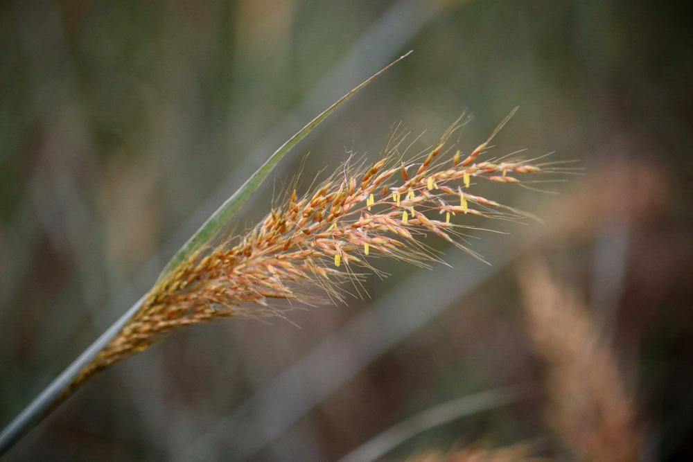 Photo of Indian Grass (Sorghastrum nutans) uploaded by GrammaChar