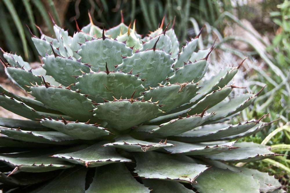 Photo of Agaves (Agave) uploaded by Fleur569