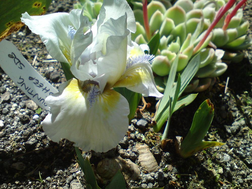 Photo of Standard Dwarf Bearded Iris (Iris 'Counting Sheep') uploaded by LynDC