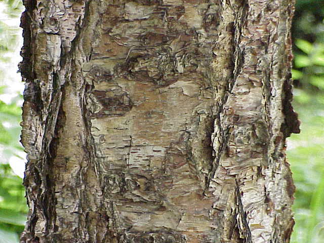 Photo of River Birch (Betula nigra) uploaded by robertduval14