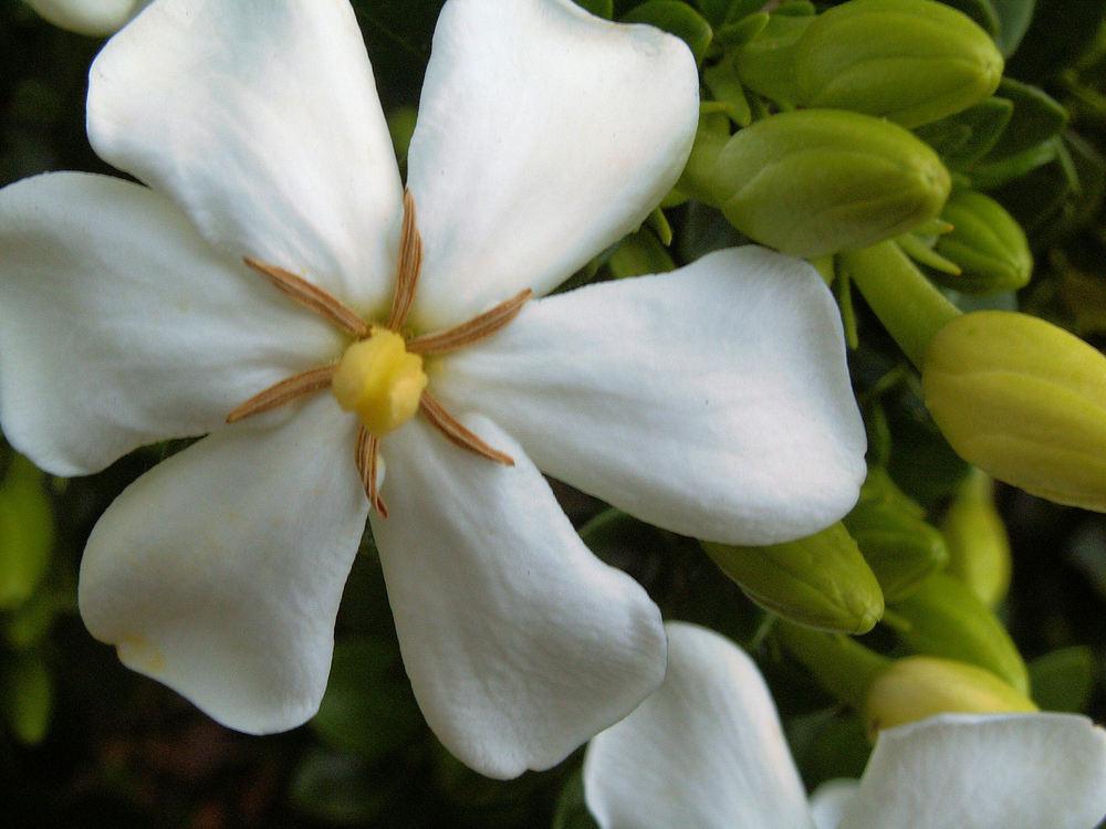 Gardenias Plant Care and Collection of Varieties