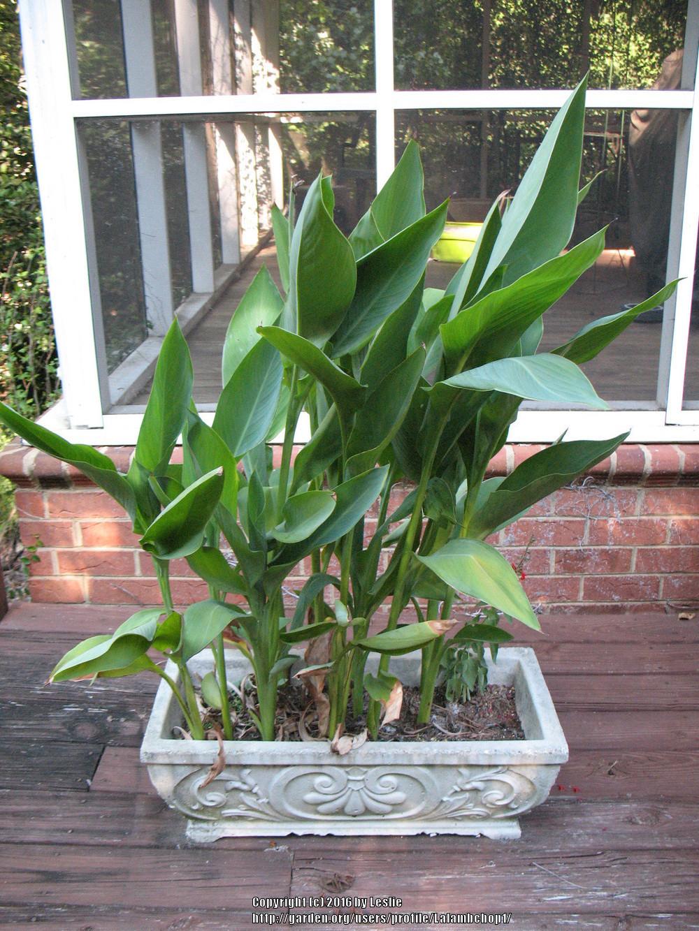 Photo of Cannas (Canna) uploaded by Lalambchop1