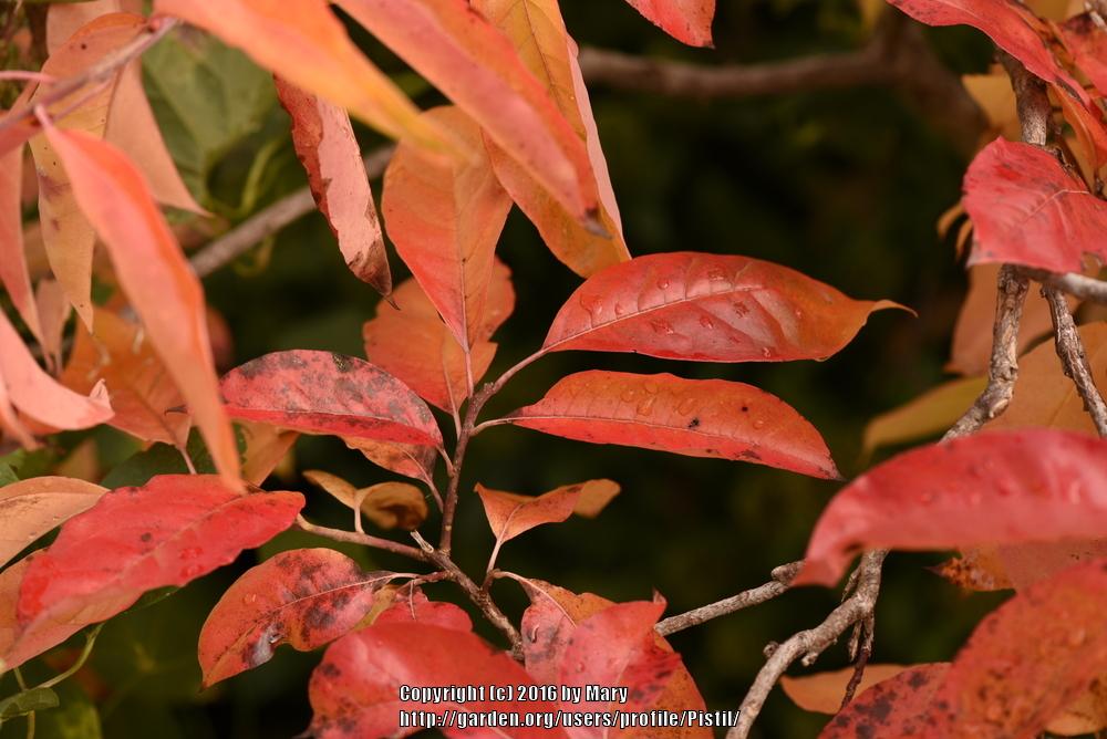 Photo of Sourwood (Oxydendrum arboreum) uploaded by Pistil