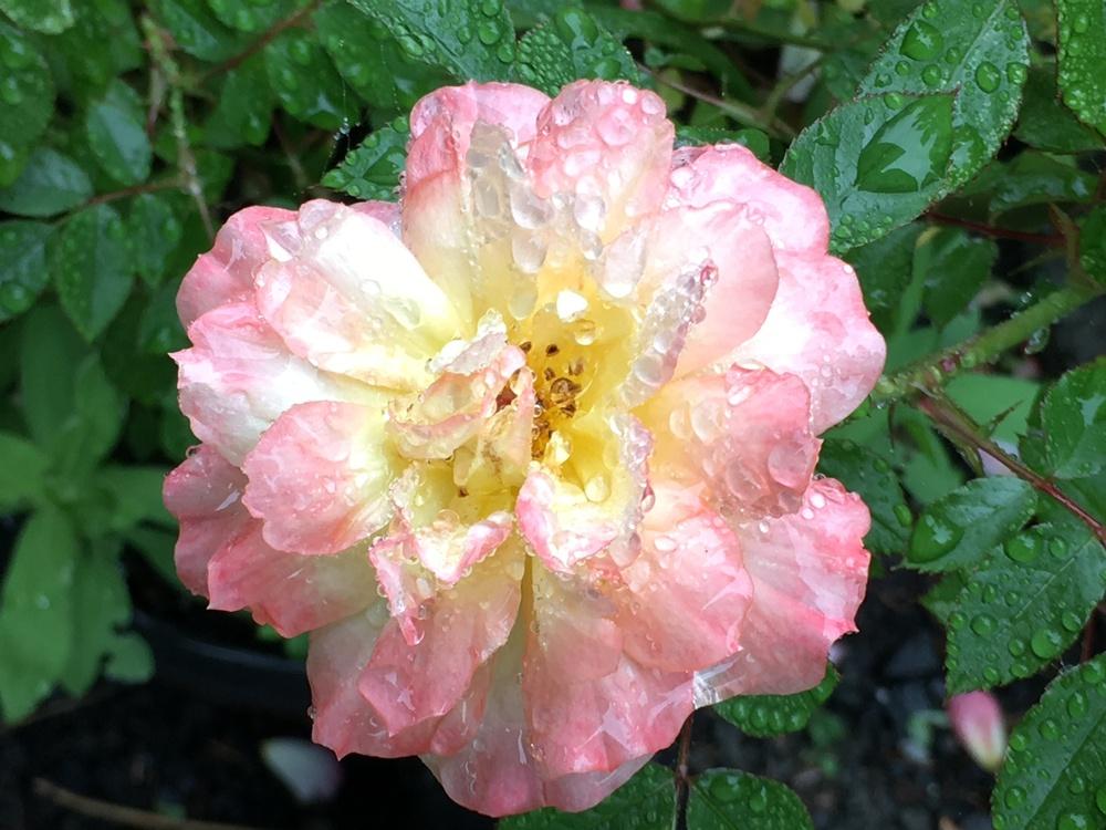 Photo of Rose (Rosa 'Oso Easy Italian Ice') uploaded by Rebekah