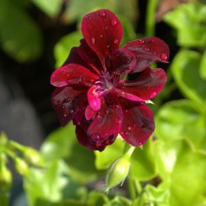 Pelargonium peltatum Contessa™ Purple, AKA 'Black Magic'